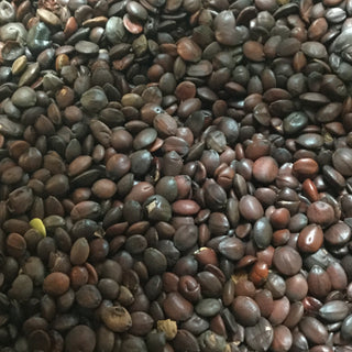 Suan Zao Ren (1/2oz minimum = 14g)