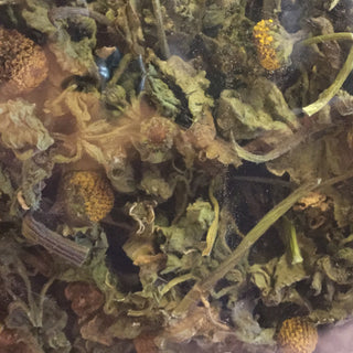 Spilanthes