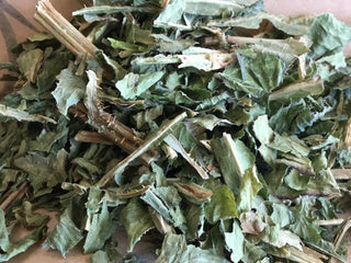 Lettuce, Wild 14g minimum (14g=1/2oz)