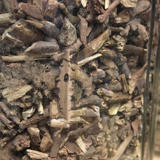 Ma Huang Gen  (ephedra root) - PRACTITIONER ONLY