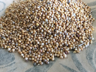 Mustard Seed, White 14g minimum (14g = 1/2oz)