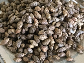 Cang Er Zi (Roasted)—14 grams minimum (14g = 1/2oz)