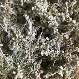 Romerillo sand sage artemisia filifolia 14g minimum 14g=1/2oz