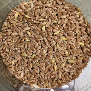 Wheat Grain - 14 grams minimum (14g = 1/2oz)