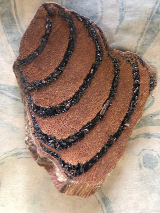 Ji Xue Teng 14 g minimum (14g = 1/2 Oz)