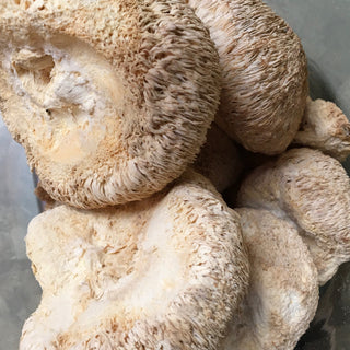 Lion’s Mane - 14 grams minimum (14g = 1/2oz)