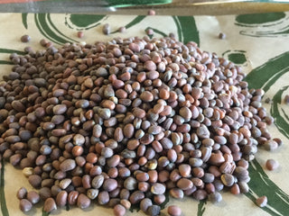 Radish Seed 14g minimum (14g = 1/2oz)