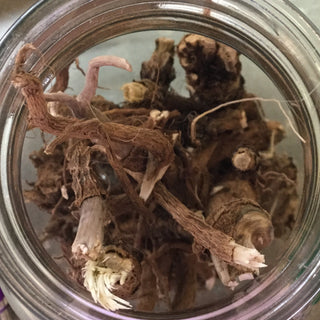 Mullein Root - 14 grams minimum (14g = 1/2oz)